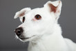 Cute and funny white jack russell dog isolated on grey.