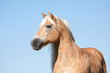 Haflinger