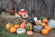 Pumpkin Harvest at the Farm