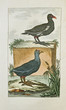Taucher