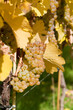 Foto: Weintrauben an Weinrebe Weintrauben an Weinrebe