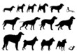 Huntıng dogs