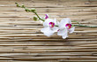 symbol of femininity