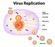 Virus Replication. Vector illustration