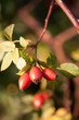 Rose Hip