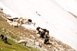 Schafe im Alpstein - Alpen - Schweiz