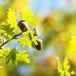 Herbstsonne, Eicheln und leuchtendes Laub