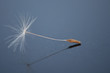Pusteblume