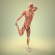 Anatomía