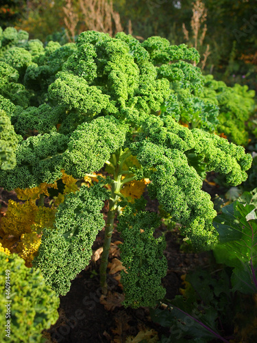 Photo: Grünkohl im Garten Grünkohl im Garten