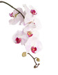Pink Orchid Isolated On White