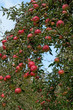 Äpfel - Malus
