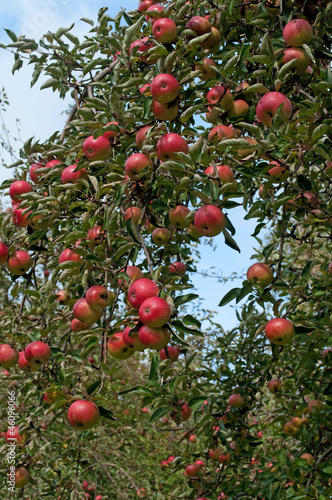 Photo: Äpfel - Malus Äpfel - Malus