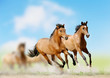 horses