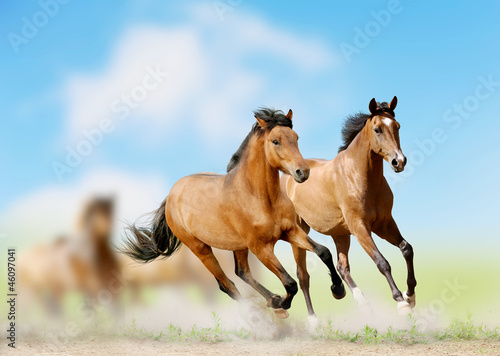 Photo: horses horses