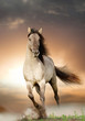 wild stallion running in sunset
