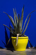 Agave