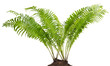 Fern forest real bush isolated