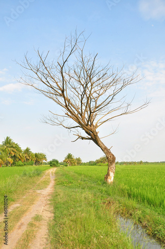 Photo: Dried dead trees Dried dead trees