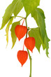 branch Physalis closeup isolated on white