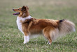 Foto: Sheltie female standing in the grass Sheltie female standing in the grass