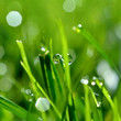 dew and grass