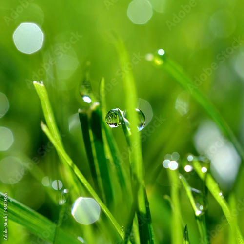 Photo: dew and grass dew and grass