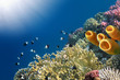 Yellow Tube Sponges