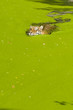 Photo: Swimming tiger Swimming tiger