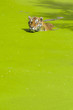 Photo: Swimming tiger Swimming tiger