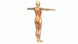 Anatomie