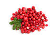Cowberry