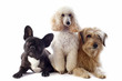 three dogs