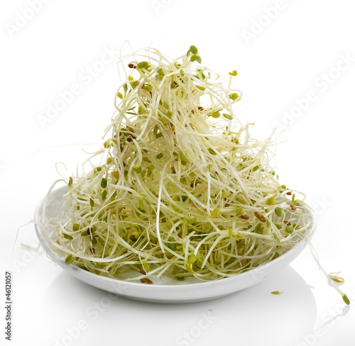 Photo: Fresh Alfalfa Sprouts Fresh Alfalfa Sprouts