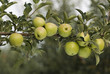 Green apples on a branch
