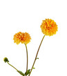 orange dahlia isolated