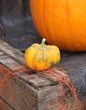 Cute pumpkin