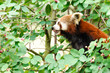 Red Panda