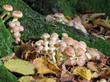 Ziegelroter Schwefelkopf im Reinhardswald