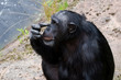 Chimpanzee scraching