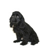Cocker Spaniel Puppy
