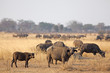 Wild African Buffalo