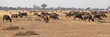 Wild African Buffalo