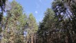 clouds behind the trees in the forest (Time Lapse)