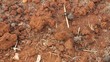 Working ants carrying heavy loads view from above
