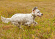 Photo: Setter runs on green grass. Horizontal. Setter runs on green grass. Horizontal.