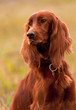 Photo: Portret irish setter, vertical. Closeup. Portret irish setter, vertical. Closeup.