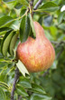 Photo: Poire Poire