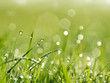 Im Garten der Frische