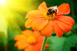 Bumble bee pollinating a flower